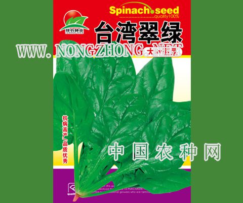 台湾翠绿大叶菠菜